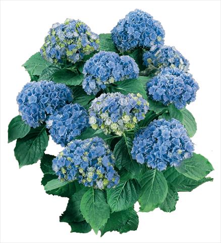 Photo de variété de fleurs à utiliser comme: Pot et Plante à massif Hydrangea macrophylla YOU&ME Together Youmefive Blu