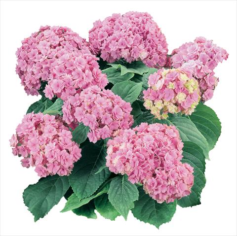 Photo de variété de fleurs à utiliser comme: Pot et Plante à massif Hydrangea macrophylla YOU&ME Together Youmefive Rosa