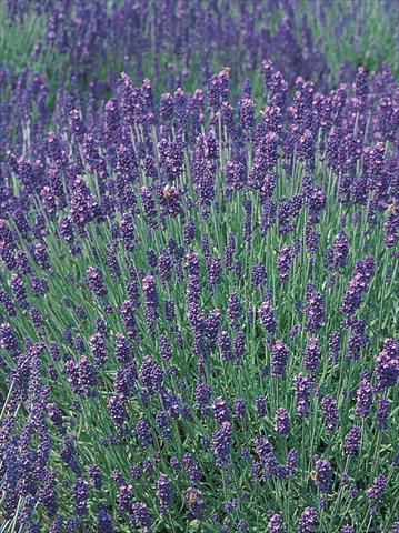 Photo de variété de fleurs à utiliser comme: Pot et Plante à massif Lavandula angustifolia Hidcote® Blue
