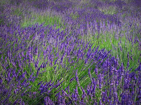 Photo de variété de fleurs à utiliser comme: Pot et Plante à massif Lavandula intermedia Provence