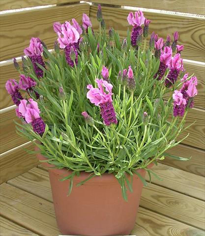 Photo de variété de fleurs à utiliser comme: Pot et Plante à massif Lavandula stoechas Paradiso Dark Pink