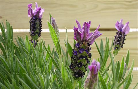 Photo de variété de fleurs à utiliser comme: Pot et Plante à massif Lavandula stoechas Paradiso Purple