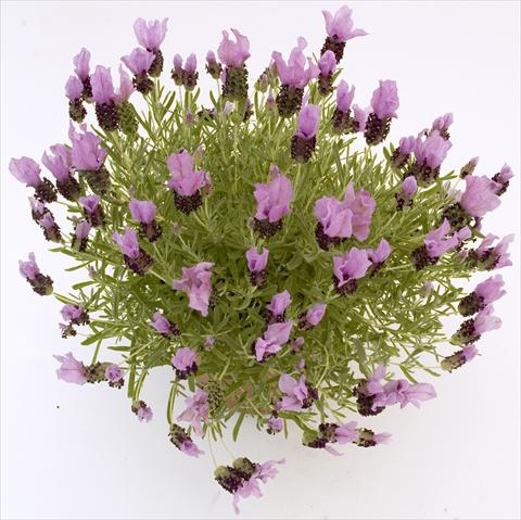 Photo de variété de fleurs à utiliser comme: Pot et Plante à massif Lavandula stoechas Pico Paradiso Lavender