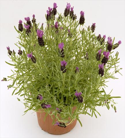 Photo de variété de fleurs à utiliser comme: Pot et Plante à massif Lavandula stoechas Pico Paradiso Purple