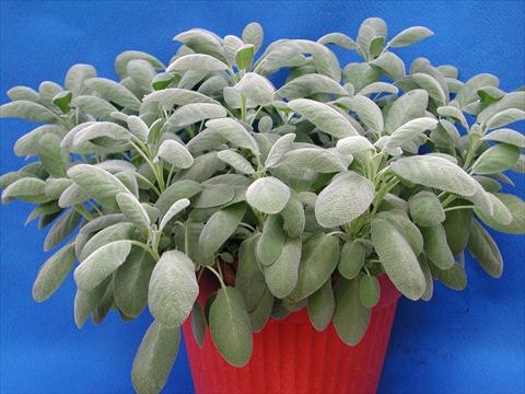 Photo de variété de fleurs à utiliser comme: Pot et Plante à massif Salvia officinalis Berggarten Blu