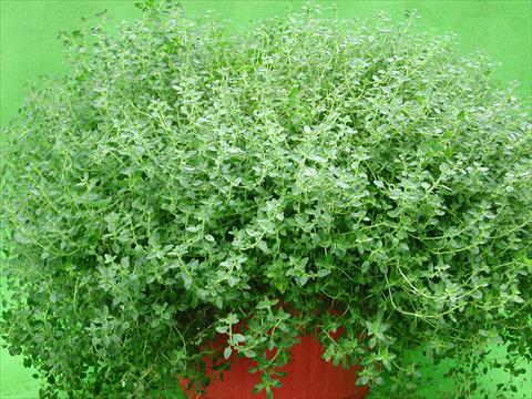 Photo de variété de fleurs à utiliser comme: Pot et Plante à massif Thymus citrodorus Lemon Supreme