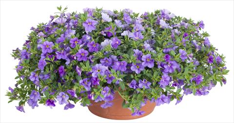 Photo de variété de fleurs à utiliser comme: Pot, patio, Suspension Calibrachoa Lindura® Light Blue