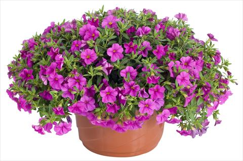 Photo de variété de fleurs à utiliser comme: Pot, patio, Suspension Calibrachoa Lindura® Pink