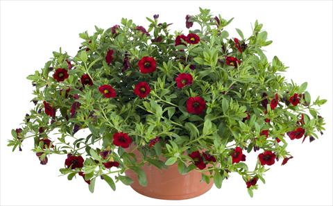 Photo de variété de fleurs à utiliser comme: Pot, patio, Suspension Calibrachoa Lindura® Red