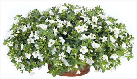 Photo de variété de fleurs à utiliser comme: Pot, patio, Suspension Calibrachoa Lindura® White