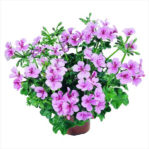 Photo de variété de fleurs à utiliser comme: Suspension / pot Pelargonium peltatum RED FOX Belle Ville Pink