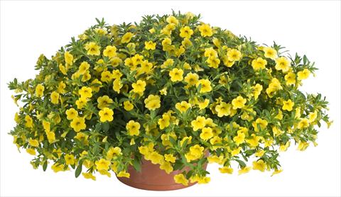 Photo de variété de fleurs à utiliser comme: Pot, patio, Suspension Calibrachoa Lindura® Yellow