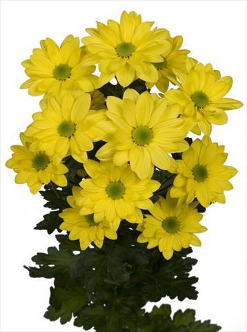Photo de variété de fleurs à utiliser comme: Pot et Plante à massif Chrysanthemum Bacardi Sunny