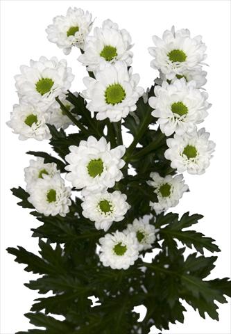 Photo de variété de fleurs à utiliser comme: Pot et Plante à massif Chrysanthemum Brightly