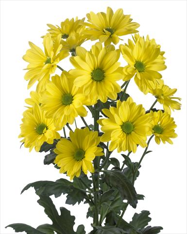 Photo de variété de fleurs à utiliser comme: Pot et Plante à massif Chrysanthemum Celebrate