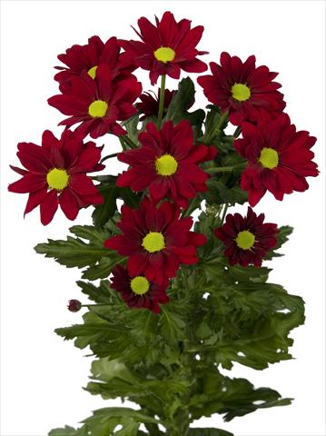 Photo de variété de fleurs à utiliser comme: Pot et Plante à massif Chrysanthemum Merlot