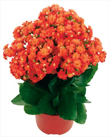 Photo de variété de fleurs à utiliser comme: Pot et Plante à massif Kalanchoe Calandiva® Bardot Improved