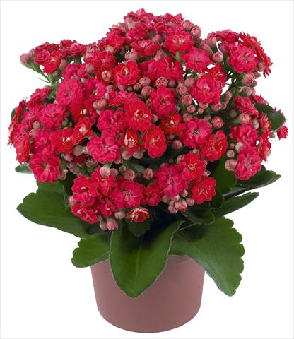 Photo de variété de fleurs à utiliser comme: Pot et Plante à massif Kalanchoe Calandiva® Cher
