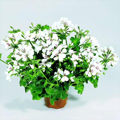 Photo de variété de fleurs à utiliser comme: Suspension / pot Pelargonium peltatum RED FOX Belle Ville White
