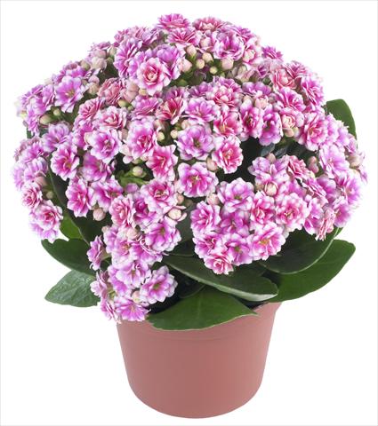 Photo de variété de fleurs à utiliser comme: Pot et Plante à massif Kalanchoe Calandiva® Weaver