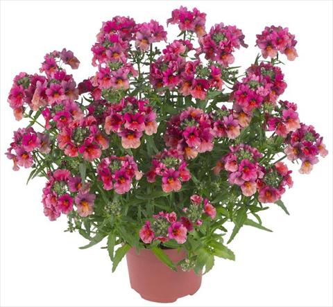 Photo de variété de fleurs à utiliser comme: Pot, patio, Suspension Nemesia Angelart® Fruit Punch