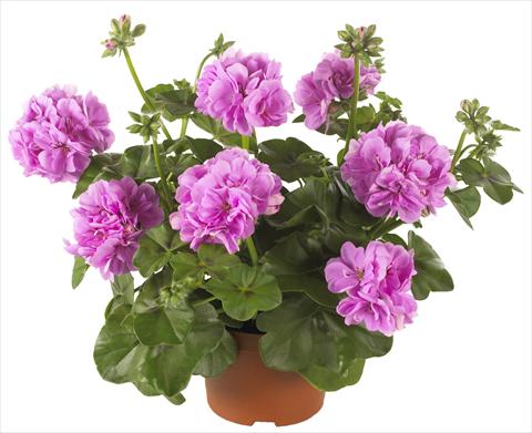 Photo de variété de fleurs à utiliser comme: Pot, patio, Suspension Pelargonium peltatum Dancing Idols® Lavender Improved