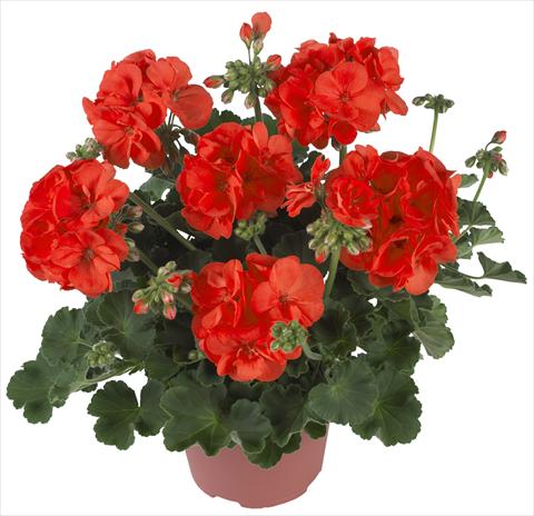 Photo de variété de fleurs à utiliser comme: Pot Pelargonium zonale Summer Idols® Orange