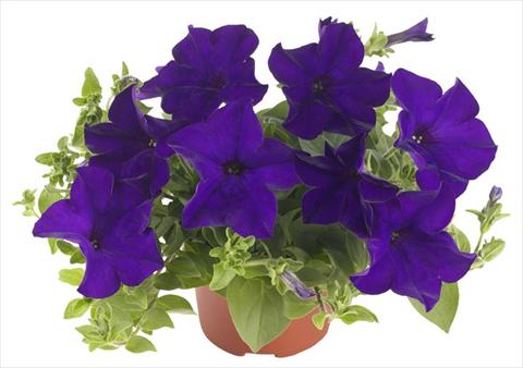 Photo de variété de fleurs à utiliser comme: Pot, patio, Suspension Petunia Fortunia® Blue