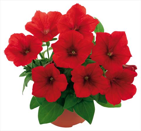Photo de variété de fleurs à utiliser comme: Pot, patio, Suspension Petunia Fortunia® Red