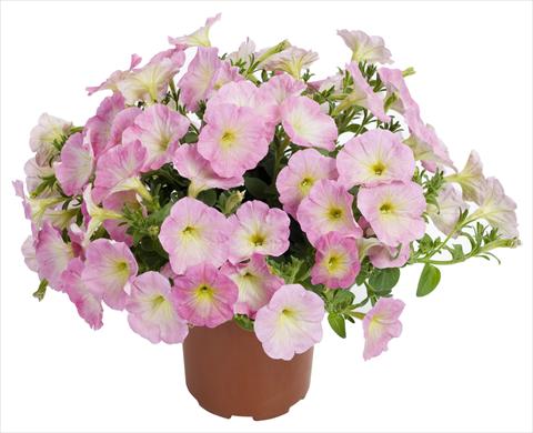 Photo de variété de fleurs à utiliser comme: Pot, patio, Suspension Petunia Fortunia® Rose Bicolor