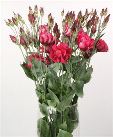 Photo de variété de fleurs à utiliser comme: Fleur coupée Lisianthus (Eustoma rusellianum) Cessna Red