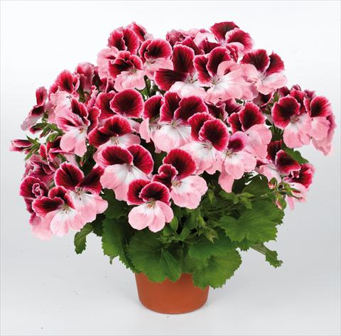 Photo de variété de fleurs à utiliser comme: Pot Pelargonium grandiflorum pac® Aristo® Darling