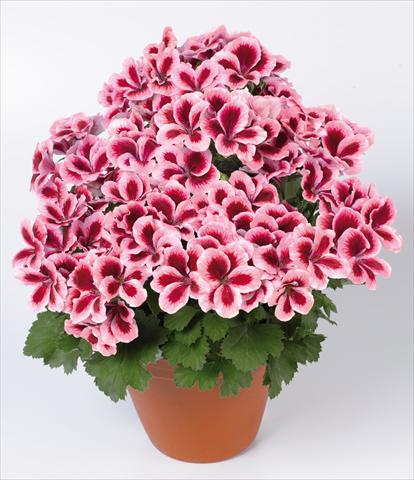 Photo de variété de fleurs à utiliser comme: Pot Pelargonium grandiflorum pac® Candy Flowers® Strawberry Cream