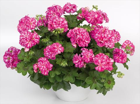 Photo de variété de fleurs à utiliser comme: Pot, patio, Suspension Pelargonium peltatum pac® Mexica Nealit
