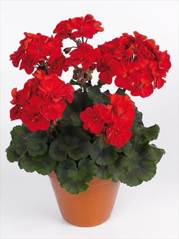 Photo de variété de fleurs à utiliser comme: Pot Pelargonium zonale pac® Abelina