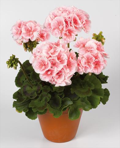 Photo de variété de fleurs à utiliser comme: Pot Pelargonium zonale pac® Salmon Queen