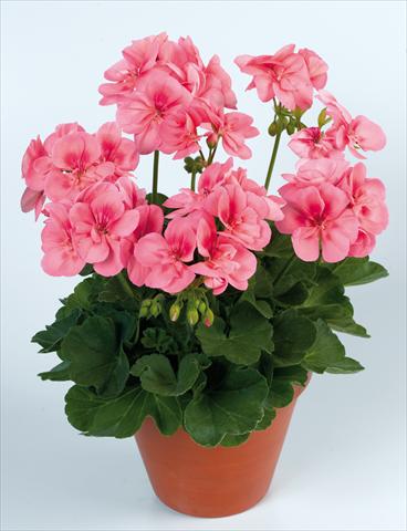 Photo de variété de fleurs à utiliser comme: Pot Pelargonium zonale pac® Peach Kiss