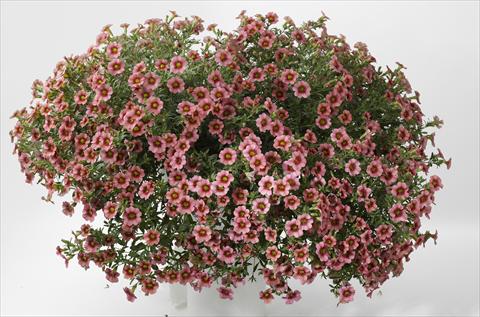 Photo de variété de fleurs à utiliser comme: Pot, patio, Suspension Calibrachoa Caloha Coral Eye