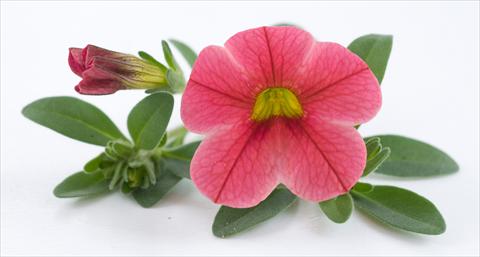Photo de variété de fleurs à utiliser comme: Pot, patio, Suspension Calibrachoa Caloha Pink Orange Star