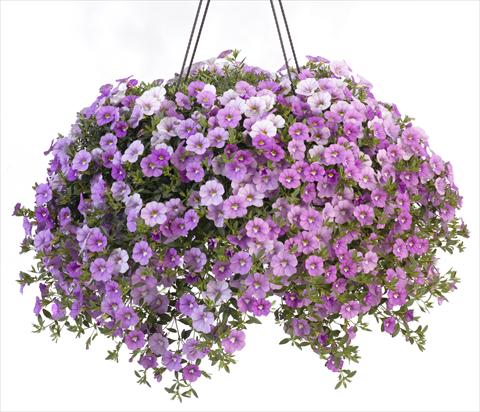 Photo de variété de fleurs à utiliser comme: Pot, patio, Suspension Calibrachoa Caloha Silver Sky