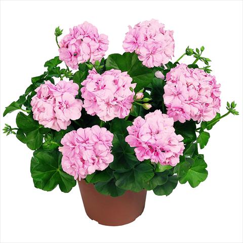 Photo de variété de fleurs à utiliser comme: Suspension / pot Pelargonium peltatum RED FOX Pacific Soft Pink