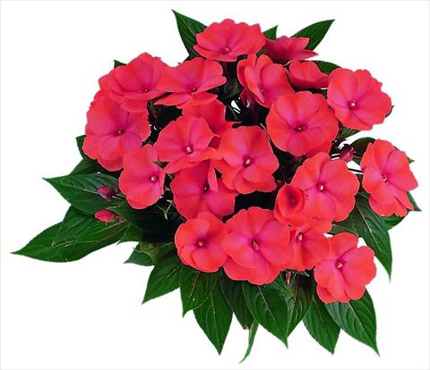 Photo de variété de fleurs à utiliser comme: Pot et Plante à massif Impatiens N. Guinea Paradise Malita