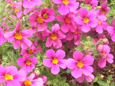 Photo de variété de fleurs à utiliser comme: Pot et Plante à massif Bacopa (Sutera cordata) James Britannia Party Rose Imp