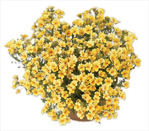 Photo de variété de fleurs à utiliser comme: Pot, patio, Suspension Nemesia Spicy Yellow