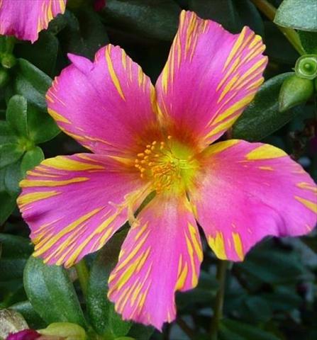 Photo de variété de fleurs à utiliser comme: Pot, patio, Suspension Portulaca Duet Rose N Yellow