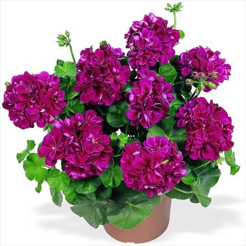 Photo de variété de fleurs à utiliser comme: Pot Pelargonium peltatum RED FOX Atlantic Burgundy