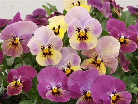 Photo de variété de fleurs à utiliser comme: Pot et Plante à massif Viola cornuta Caramel Rose Shades
