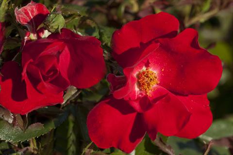 Photo de variété de fleurs à utiliser comme: Plante à massif/ plante de bordure Rosa paesaggistica La Sevillana® Plus