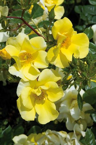 Photo de variété de fleurs à utiliser comme: Plante à massif/ plante de bordure Rosa paesaggistica Liane Foly®