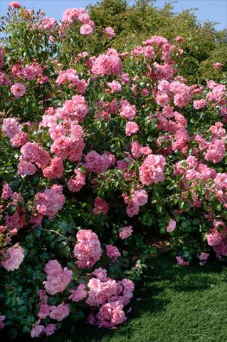Photo de variété de fleurs à utiliser comme: Plante à massif/ plante de bordure Rosa paesaggistica Livia®